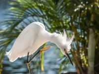 Egret Grooming